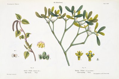 Birch (left) and Mistletoe (right), fig. 9 and 10 from 
